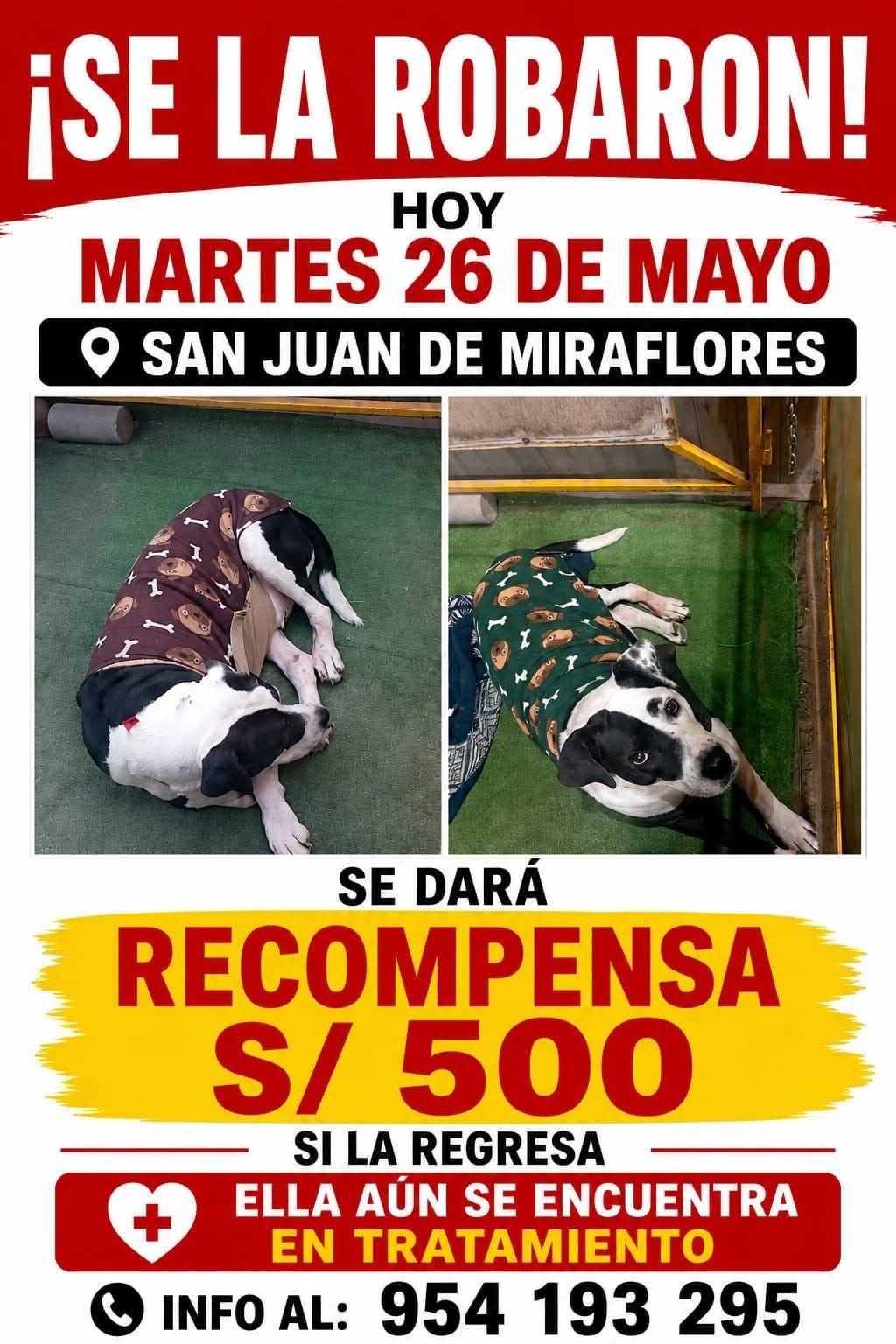 SE LA ROBARON A PEQUEÑO PERRITO