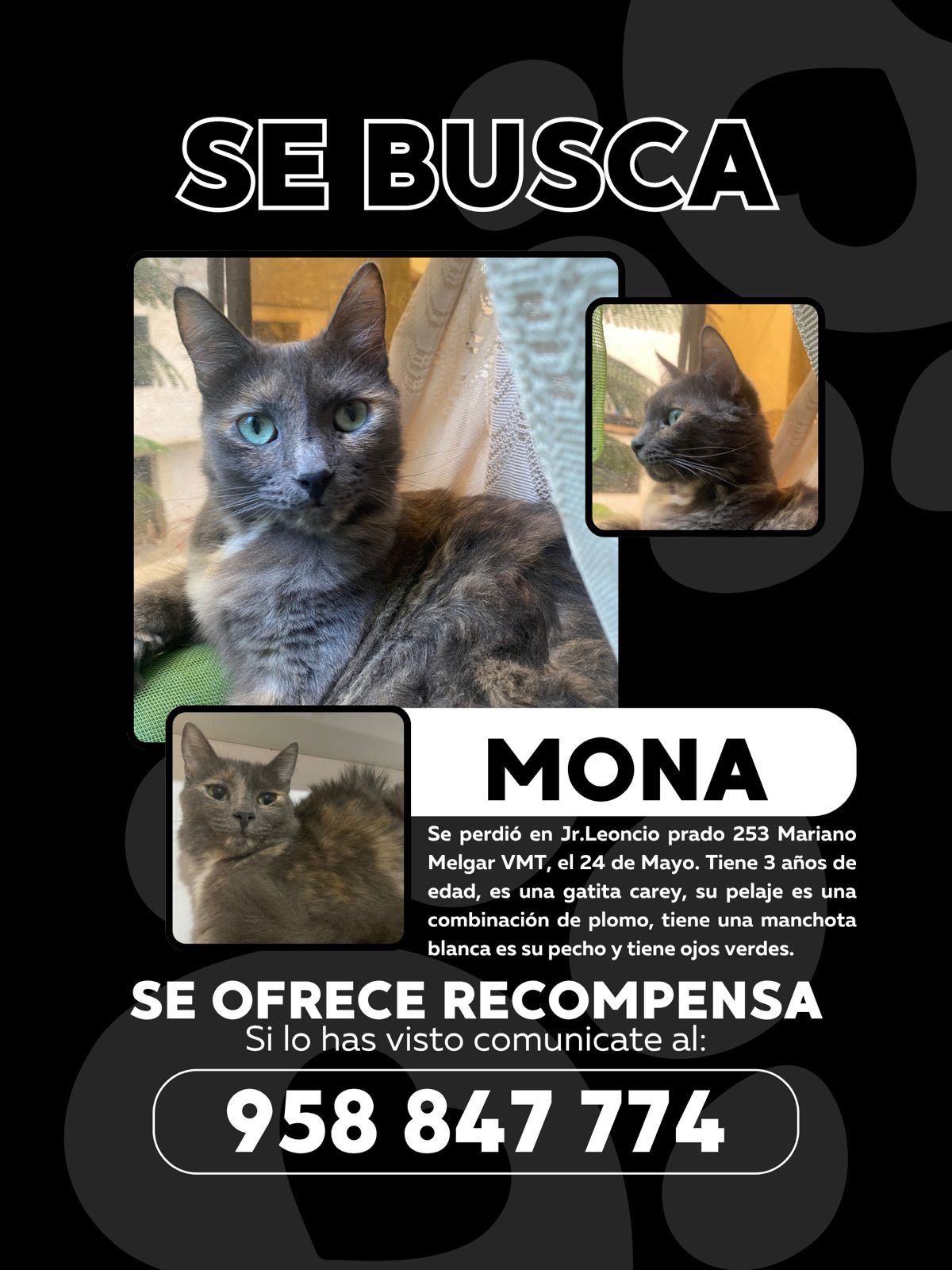 SE BUSCA A MONA GATITA PERDIDA