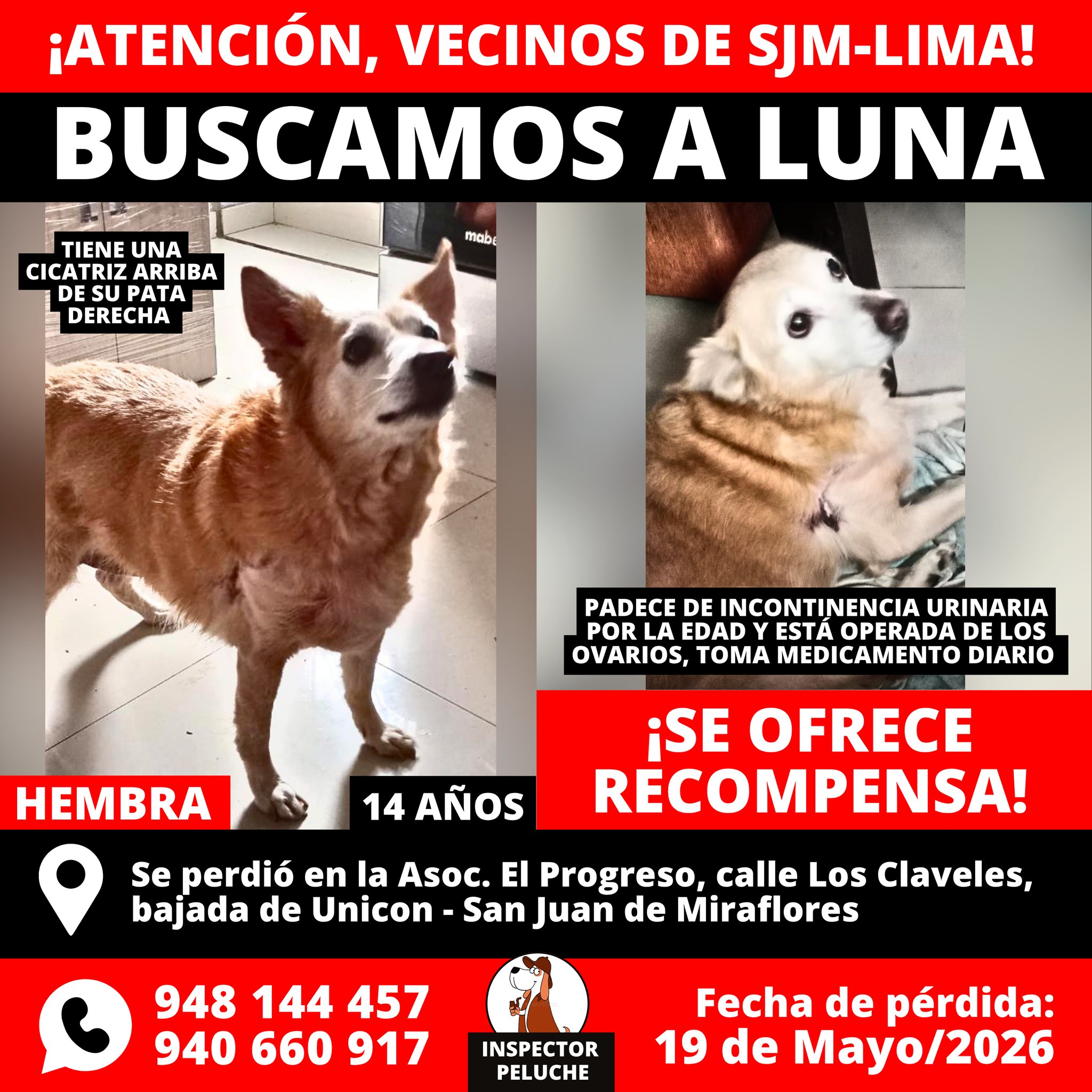 BUSCAMOS A LUNA
