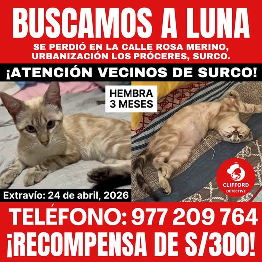 BUSCAMOS A GATITA LUNA