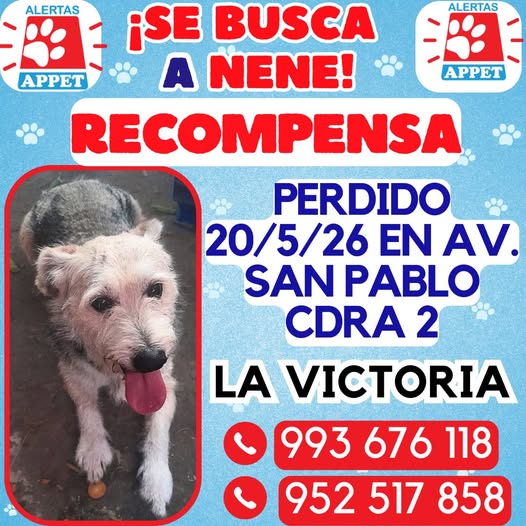 SE BUSCA PERRITO NENE