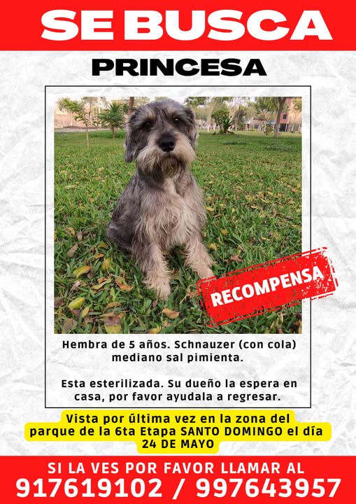 SE BUSCA A PRINCESA