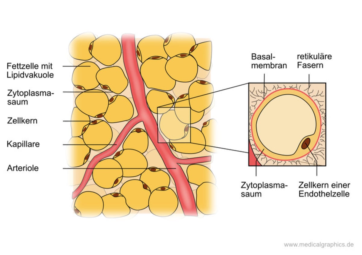 Строение жировой клетки адипоцита. Адипоцит белой жировой ткани. Жировые клетки адипоциты. Целлюлит строение жировой ткани. Адипоцит бурой жировой ткани строение.