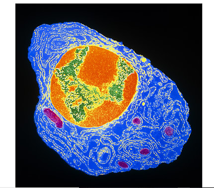 Covid 19 Doch Ein Leben Lang Immun Nach Einer Infektion Covid 19 Doch Ein Leben Lang Immun Nach Einer Infektion