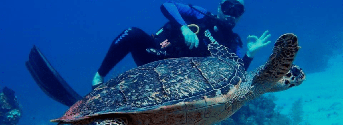 A scuba diver underwater giving an “OK” hand signal while swimming alongside a large sea turtle in the clear blue waters of Roatan, Honduras.