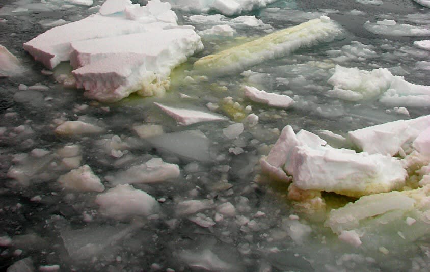Auf die Kleinen achten: Auswirkung der Eisbedeckung auf winzige Meerestiere