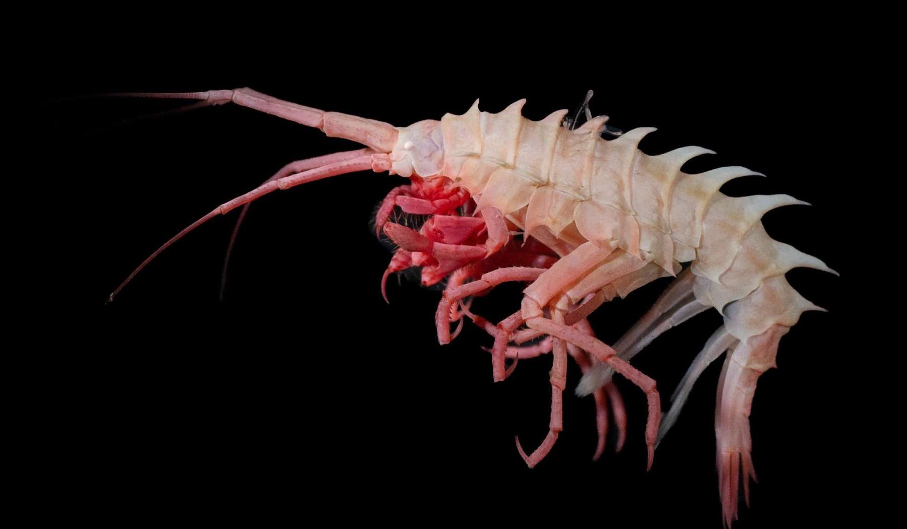 Weder öde noch leer: Tiefseeboden wimmelt von Leben