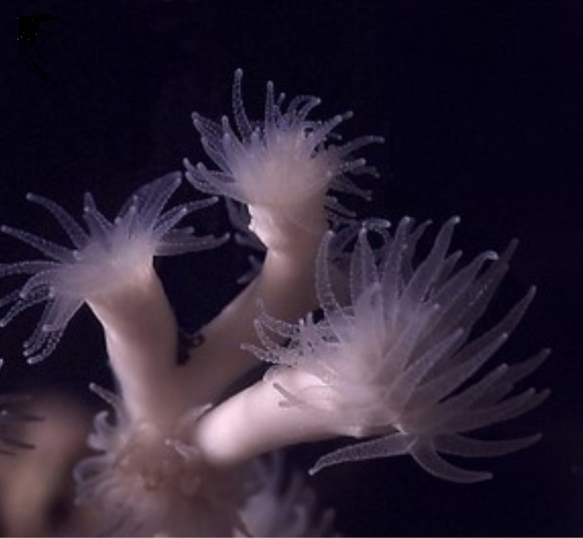 Kaltwasserkorallenriffe in Europa