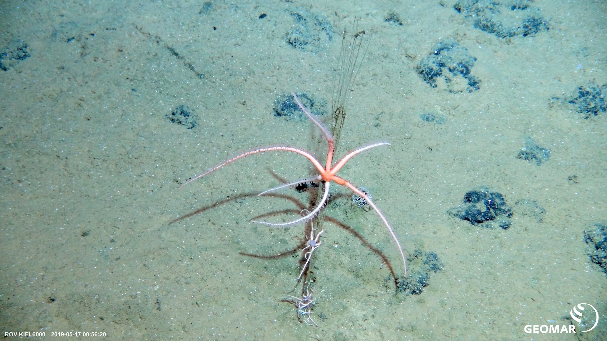 Umweltauswirkungen von Ressourcenabbau in der Tiefsee erforschen