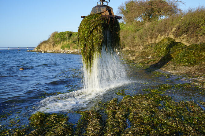 Seegras - Das neue Dämm- und Füllmaterial