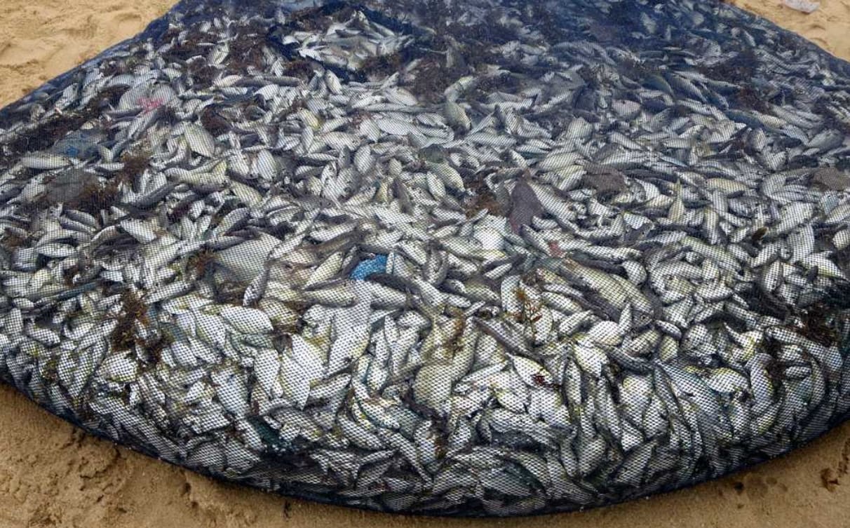 Grundschleppnetzfischerei setzt genauso viel CO2 frei wie Flugreisen