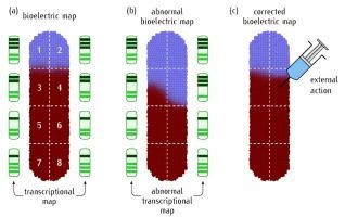 Correcting instructive electric potential patterns in multicellular systems: External actions and endogenous processes