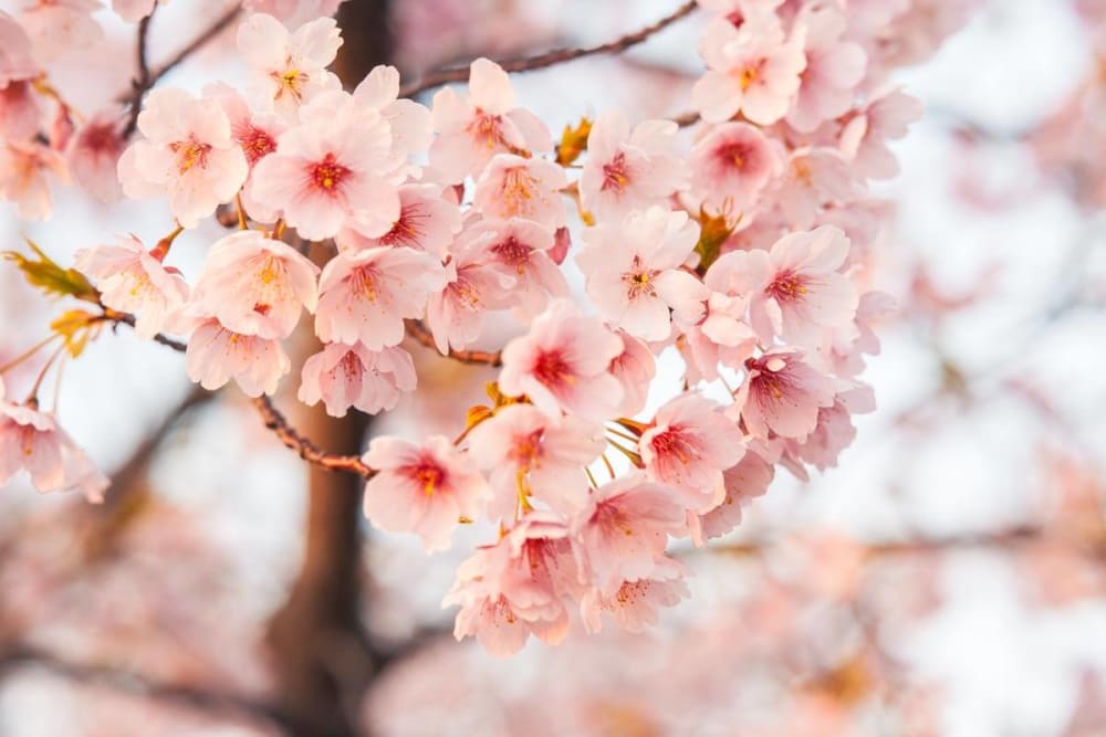 [object Object] main