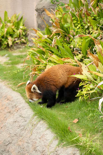 神戸市立王子動物園