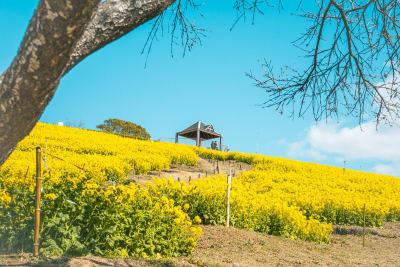 菜の花まつり・菜の花マルシェ（神戸総合運動公園）