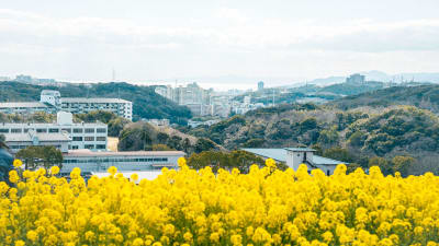 Kobe Rapeseed Flower Spots 2026 | Nadahama, Sports Park & Saigo River