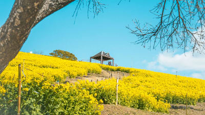 고베 종합운동공원・코스모스 언덕 유채꽃 절정！3/21 유채꽃 마쓰리 개최