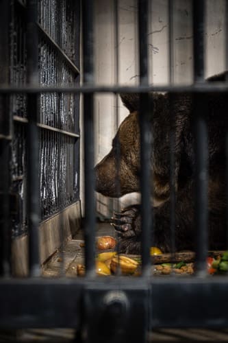 神戸市立王子動物園 5