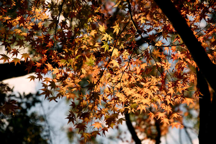 【2025年11月】須磨離宮公園の紅葉レポート｜年間パス900円がお得すぎる！