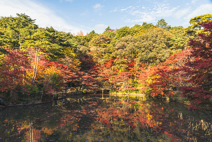 【2025年11月】神戸市立森林植物園で紅葉狩り｜無料送迎バスと絶品ランチ情報も