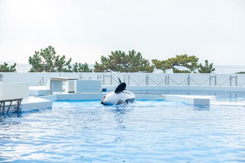 Kobe Suma SEA WORLD 'Hyogo Residents Appreciation Month' | Special ¥2,500 Admission for Residents [January 13 - February 28, 2026]