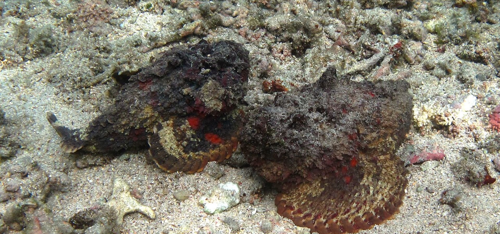 Steinfisch auf Mauritius: Wie groß ist das Risiko in der Lagune wirklich?