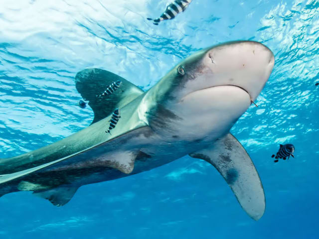 Est-ce qu’on peut se faire attaquer par un requin en kite à l’île Maurice ?