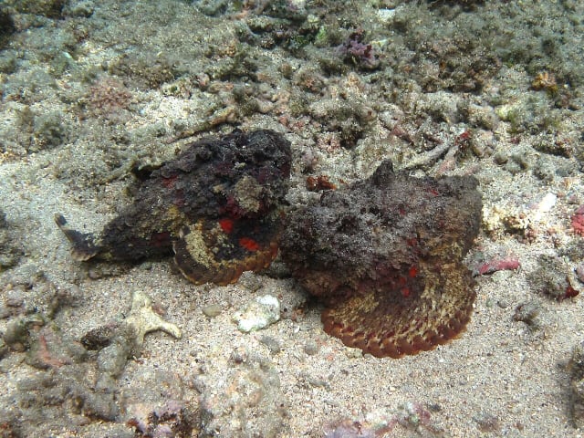 Poisson-pierre à l'île Maurice : quel risque réel dans le lagon ?