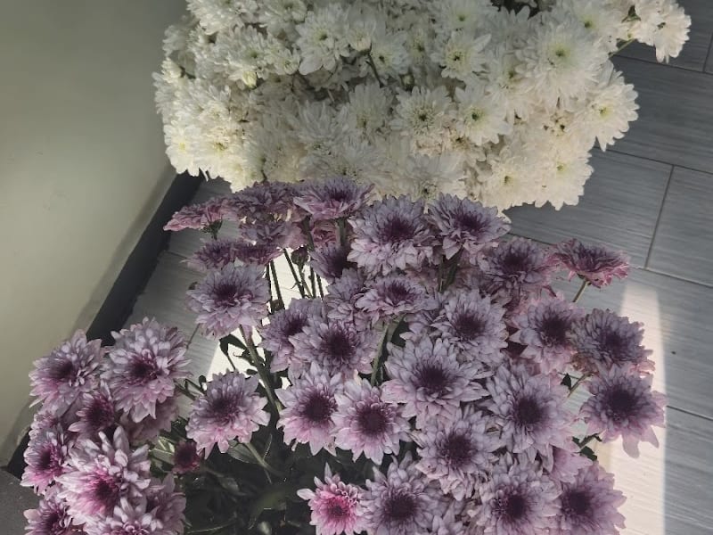 Flowers kénitra L'orchidée ورود القنيطرة photo 5