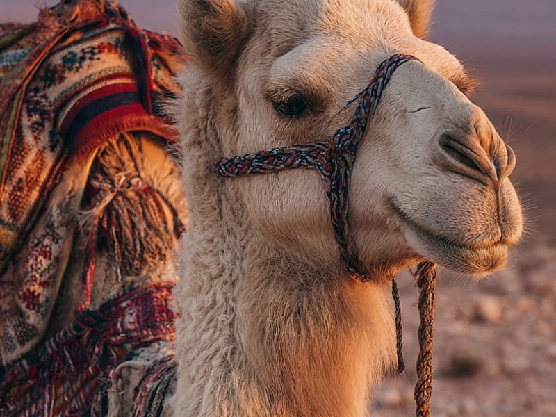 🚨 VOUS CHERCHES UNE EXPÉRIENCE À MARRAKECH ? 🔥 1 clic suffit — pas 10. photo 5