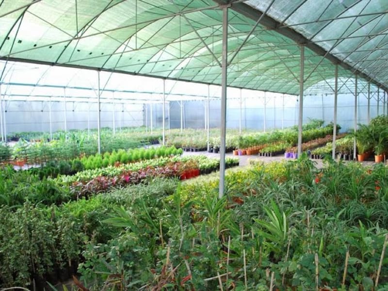 Plantarium pépinière photo 4