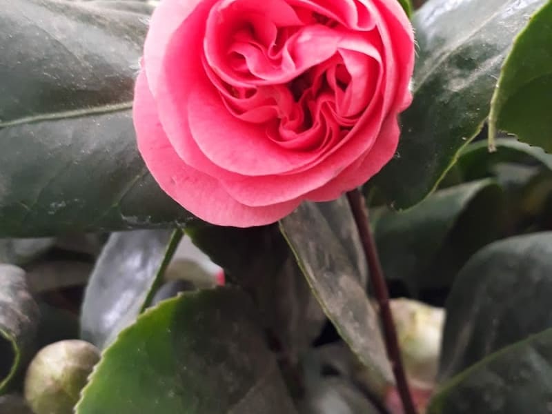 Plantarium pépinière photo 5