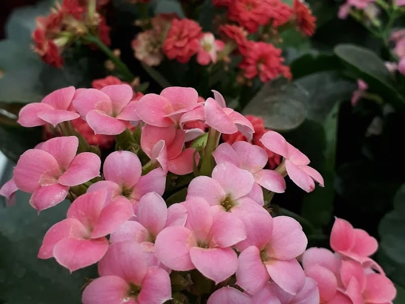 Plantarium pépinière photo 6