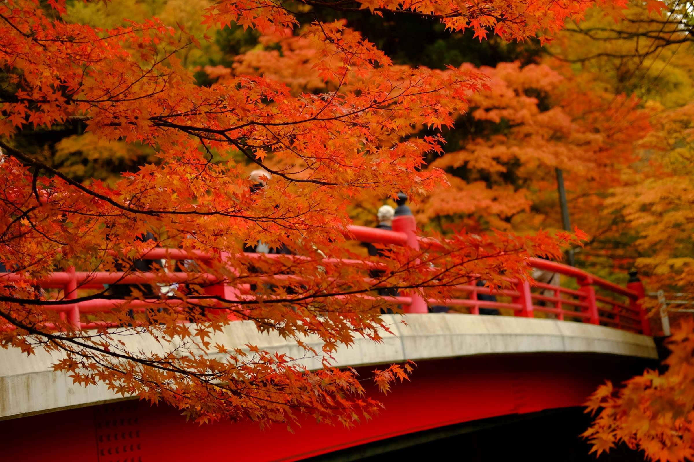 10-Day Autumn Foliage