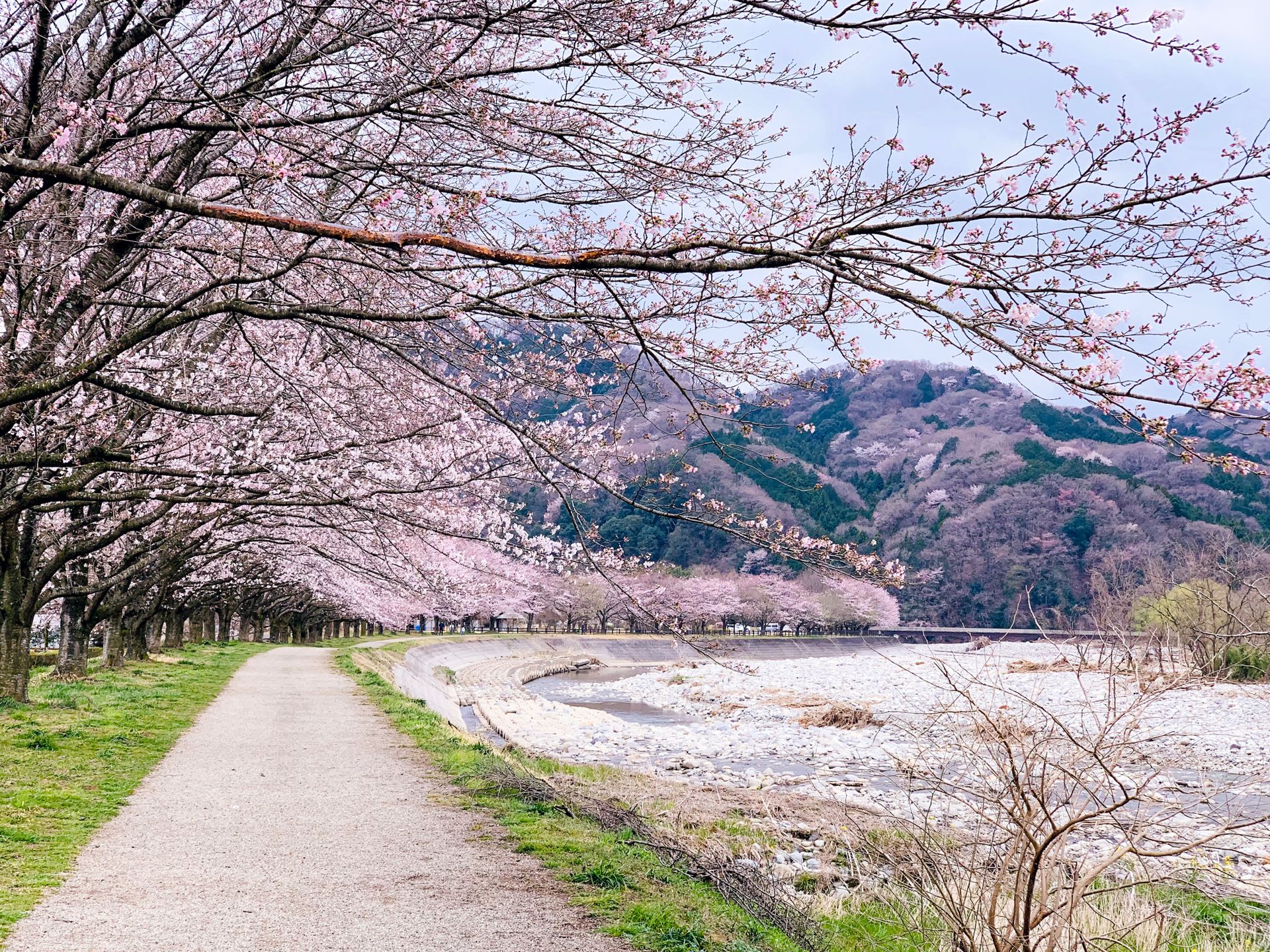 10-Day Cherry Blossom Season