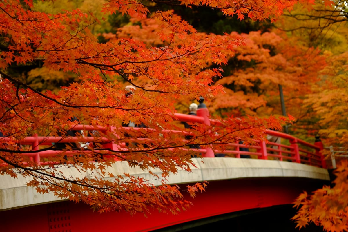 Japans erste Herbstlaub-Prognose 2026 im Überblick