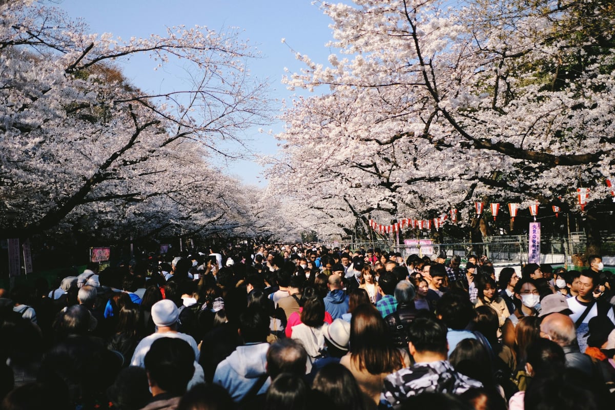 Crowds walking under the cherry blossom canopy on Ueno Park's main avenue during hanami season