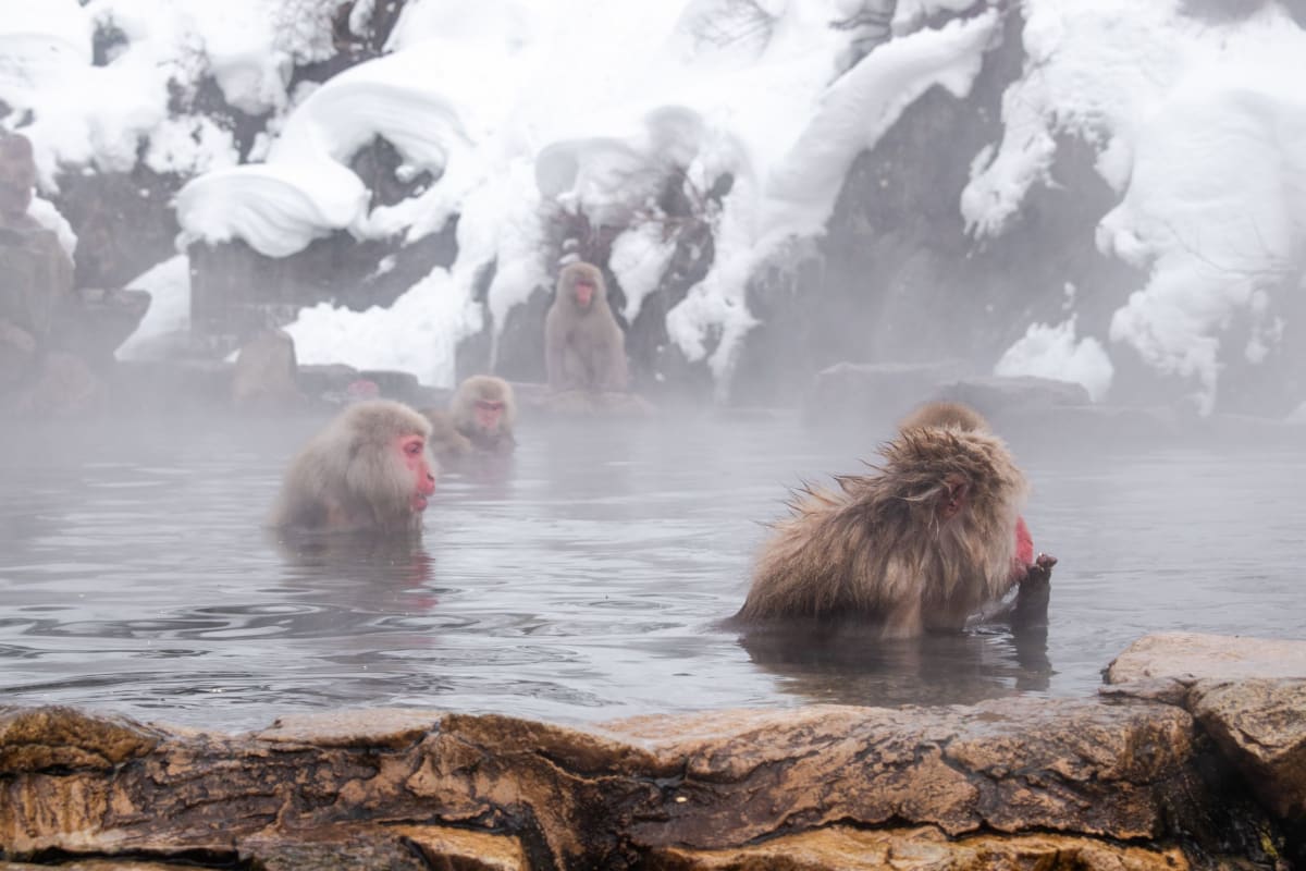 Snow monkeys soaking in the steaming outdoor hot spring at Jigokudani Monkey Park in December snow
