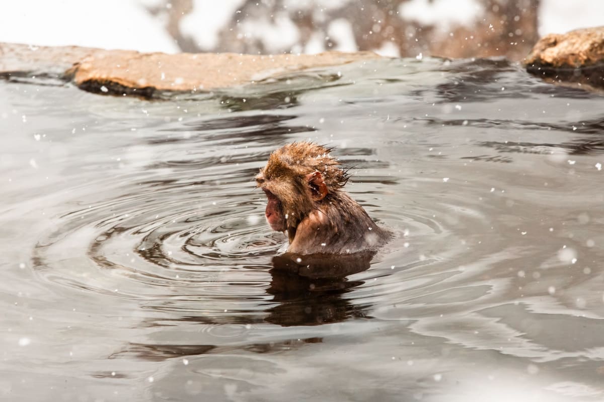 A Japanese macaque soaking in the outdoor hot spring at Jigokudani Monkey Park as snow falls