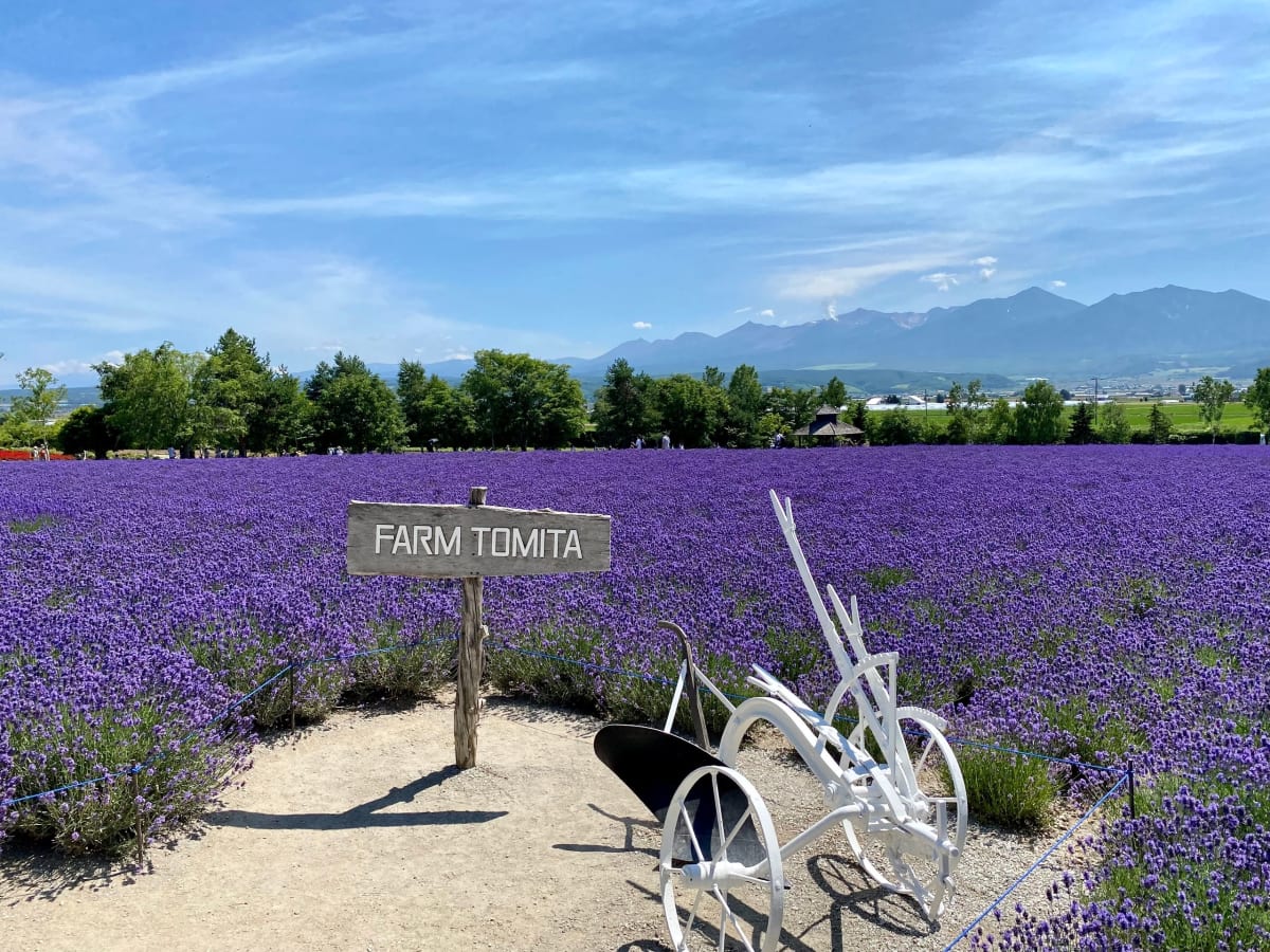A Farm Tomita sign in front of a field of fully bloomed purple lavender in Furano, with mountains behind
