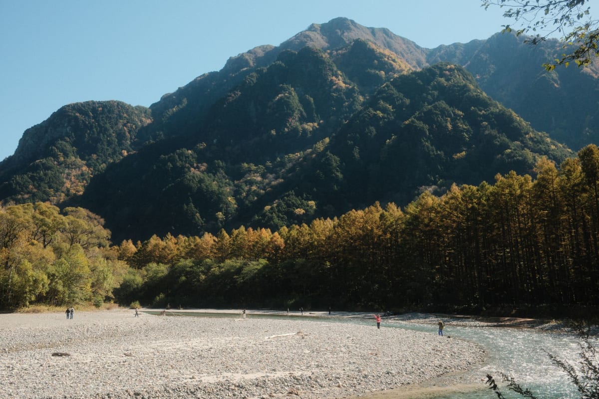 Golden larch trees along the pale gravel bed of the Azusa River in Kamikochi, with a forested peak behind