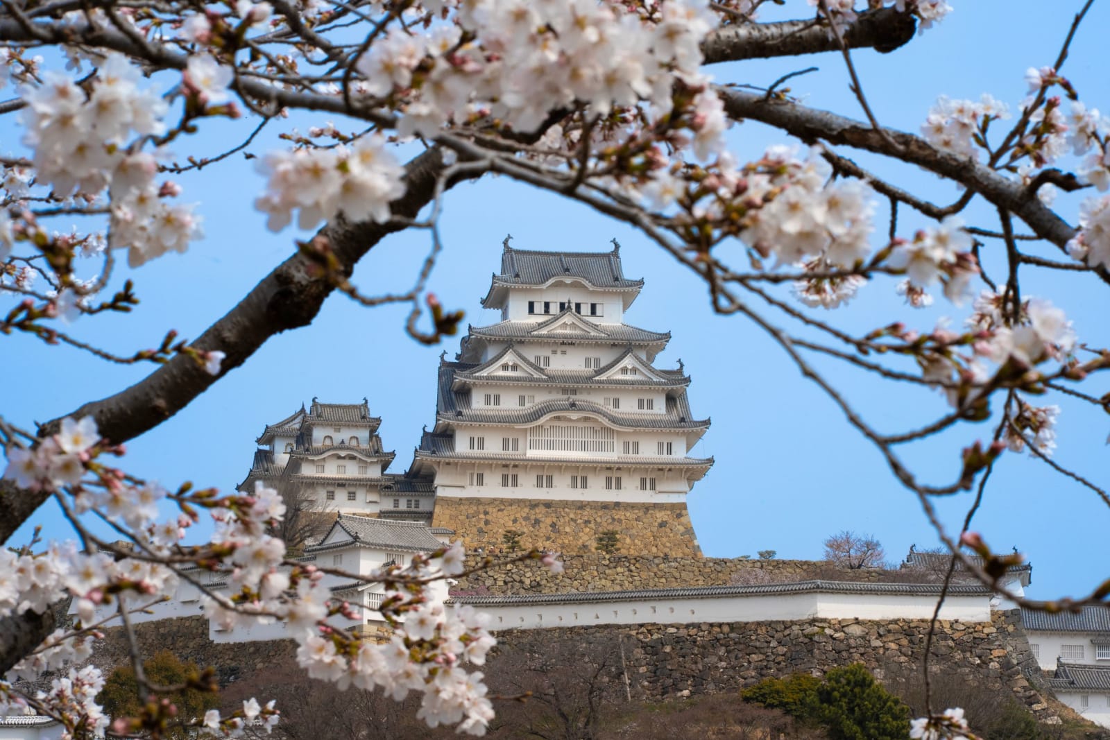 Cherry blossoms framing Himeji Castle in spring