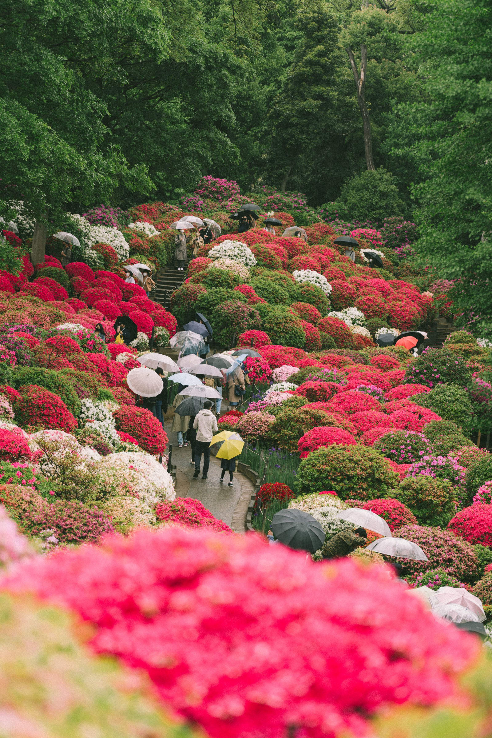 Japan in June: Rainy Season, Hydrangeas and What to Expect