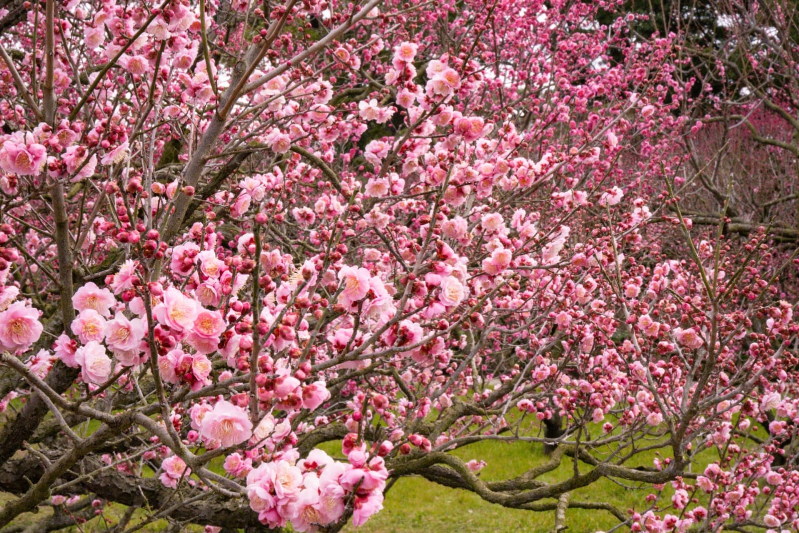Japan in March 2027: Cherry Blossom Timing, Weather and Prices