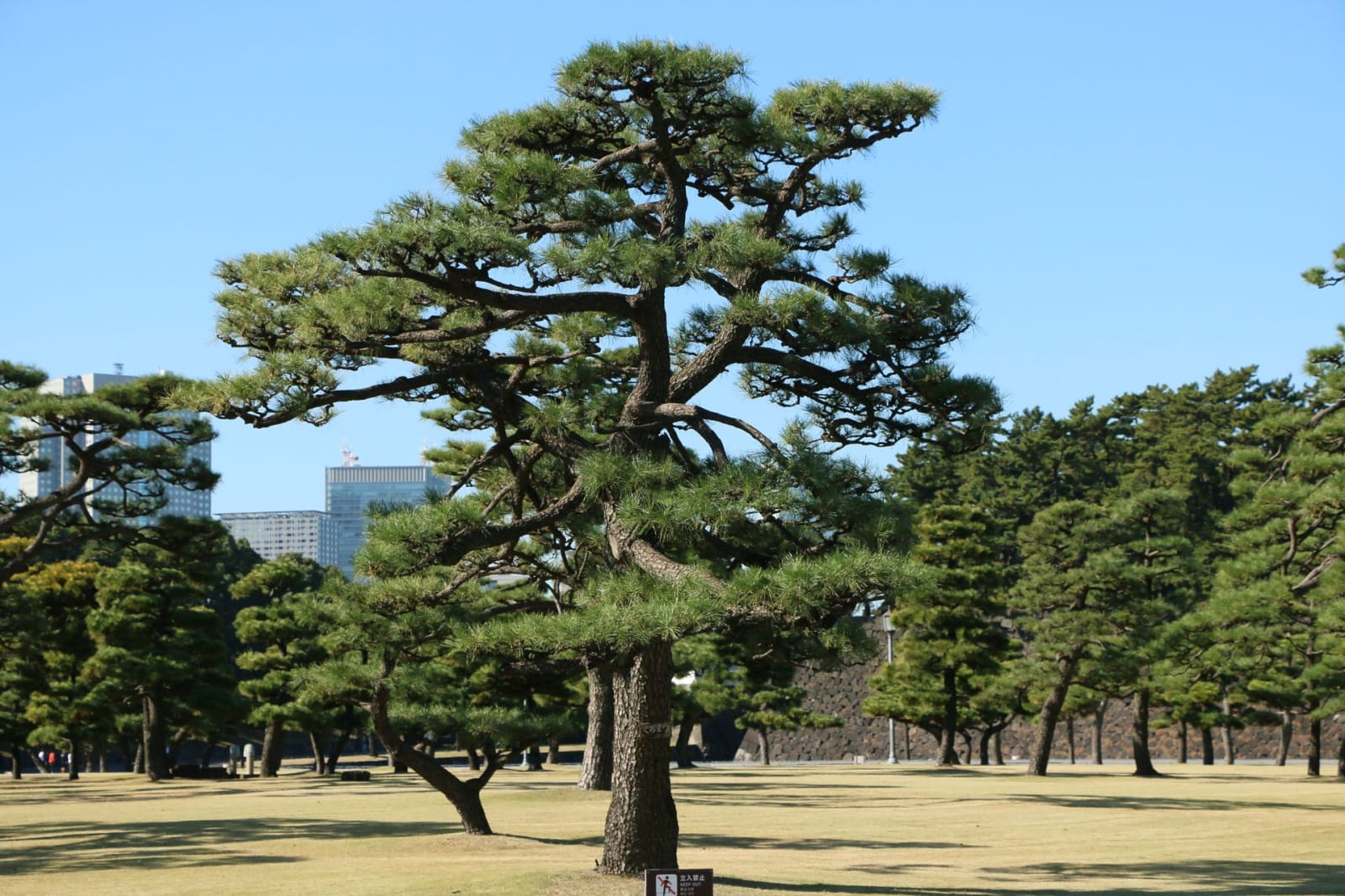 Japan in May: Golden Week, Fresh Green and the Quiet Weeks After