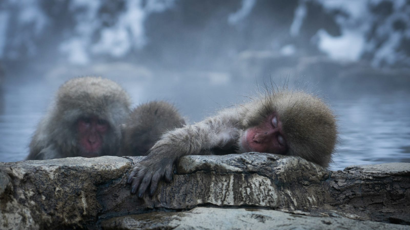 Jigokudani Monkey Park