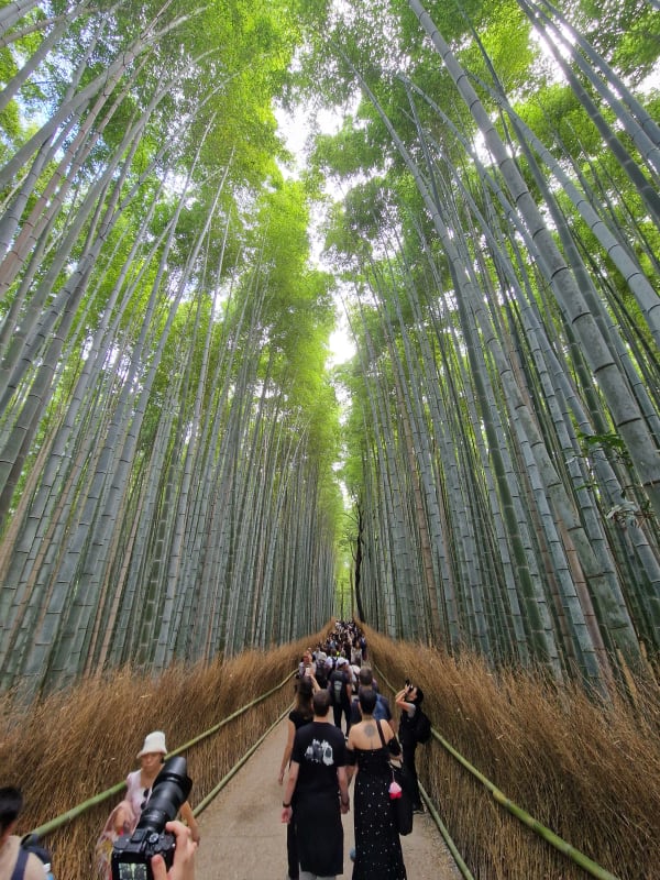 Arashiyama Bamboo Grove
