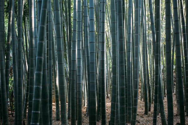 Hokokuji Bamboo Temple