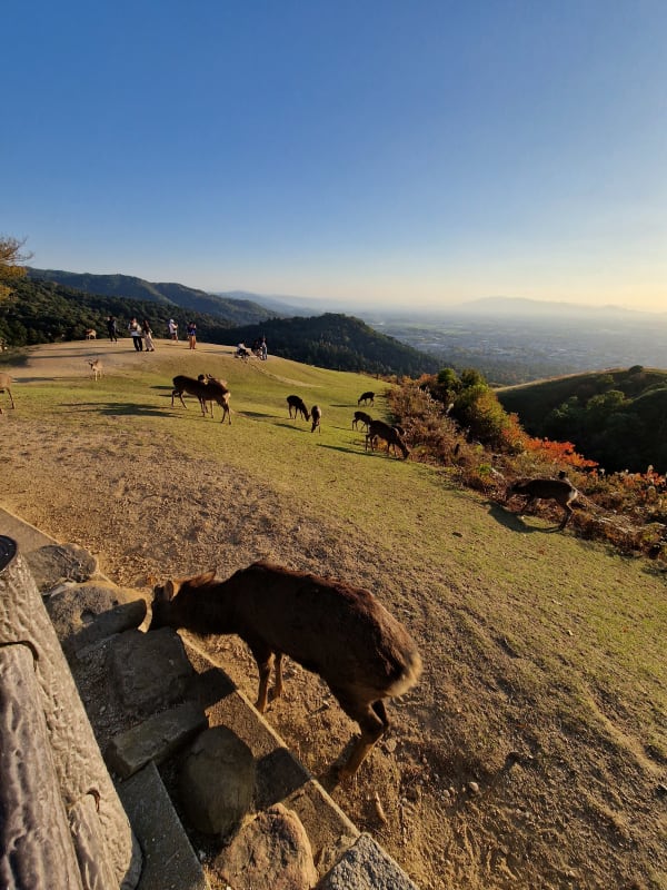 Nara Park & Deer
