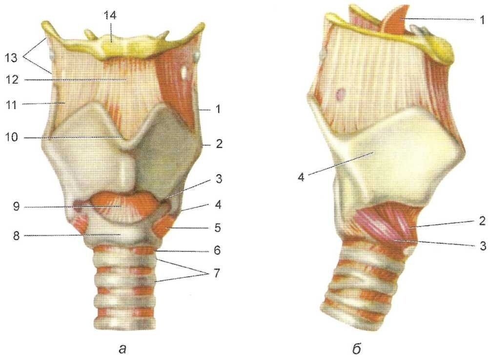 Анатомия гортани фото
